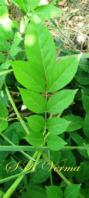  Leaf